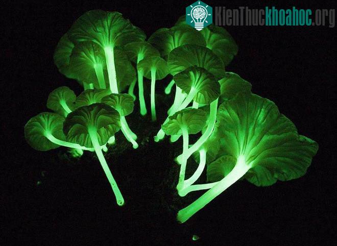 Giới nghiên cứu cho biết chức năng sinh lý học và sinh thái của đặc điểm này hiện chưa được làm rõ. Trong bóng tối ở những cánh rừng nhiệt đới, ánh sáng xanh có thể thu hút côn trùng kiếm ăn vào ba...