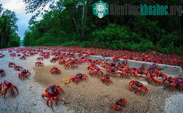Vì số lượng đàn cua đỏ di cư rất đông, nên chính quyền địa phương thường phải đặt biển báo cấm đường dành cho các phương tiện và người đi bộ.