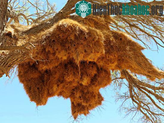 Chim sẻ họ Ploceidae - sống ở Nam Phi, Namibia và Botswana, xây tổ "tập thể" rất lớn có thể chứa hàng trăm con chim qua nhiều thế hệ. Tổ chim được dệt từ củi que và cỏ, có tuổi thọ rất dà...