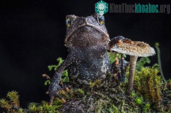 Cóc vàng Cuchumatan - (Ảnh: Guardian)