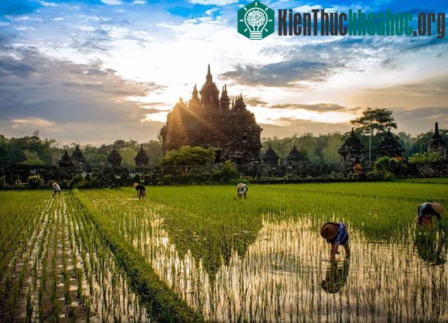 Bình minh ở chùa Plaosan, Yogyakarta, Indonesia - (Ảnh: Bill Stipp)