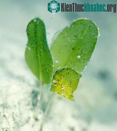 Nghệ thuật ẩn mình tài tình của một con cá nóc gai (họ Balistidae).