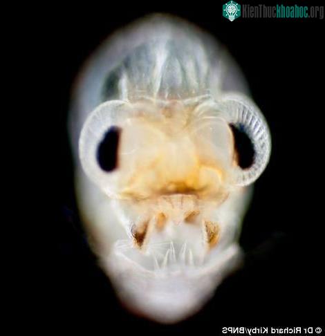 Bộ mặt phóng to của một ấu trùng cua khiến nó giống một loài quái vật của đại dương. Nó có chiều dài tới 12mm và thân hình trong suốt.