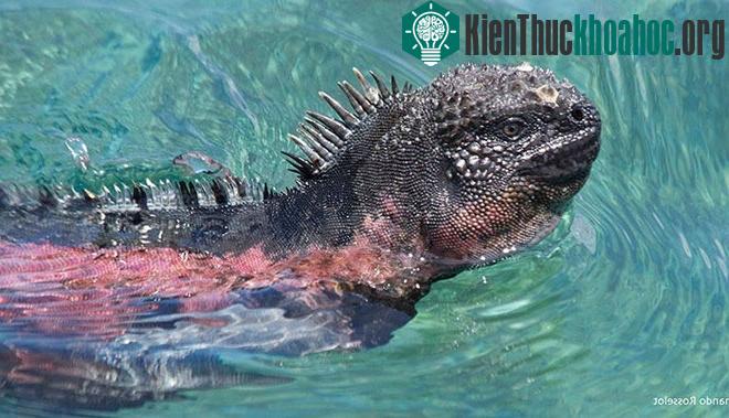 Món ăn ưa thích của loài này là tảo và rong biển. Chiếc mũi phẳng và hàm răng sắc nhọn giúp chúng có thể ăn những mảng tảo bám chặt vào đá.