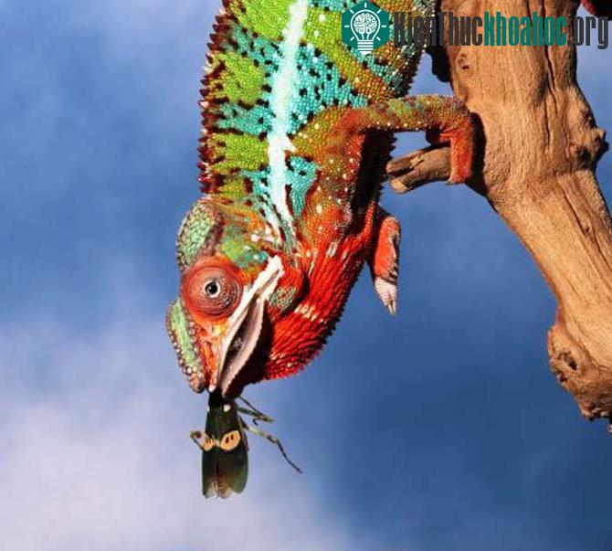 Cơ chế phóng chiếc lưỡi “thần kỳ” vẫn là câu hỏi lớn đối với các nhà khoa học.