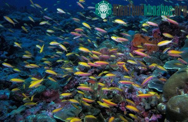 Đàn cá Anthias với màu vàng cực nổi bật