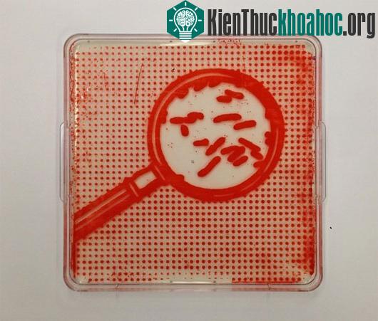Tranh chân dung vẽ từ vi khuẩn gây bệnh