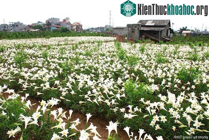 Hoa thường nở bắt đầu từ tháng 3 âm lịch và rộ vào giữa đến cuối tháng 4.