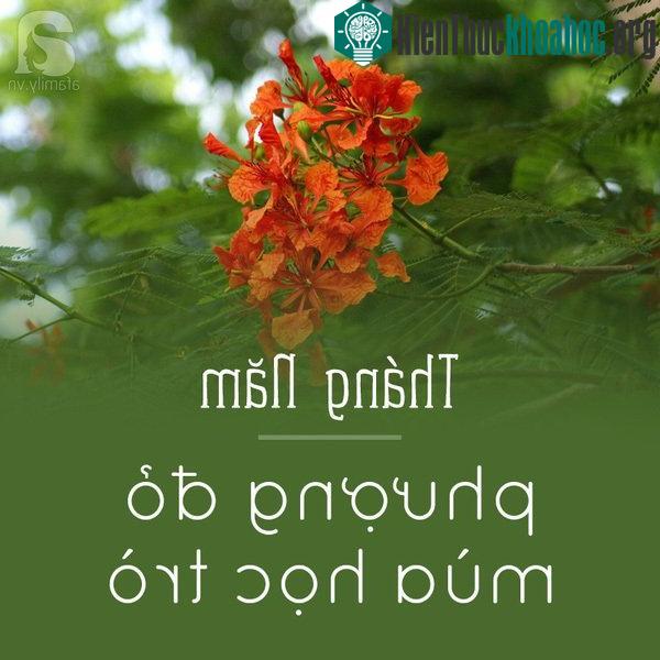 Hoa phượng được xem là loài hoa đặc trưng của tuổi học trò, cái tuổi trẻ dại, sôi nổi, của ước mơ tung bay diệu vợi. Tháng 5, đi trên những con đường đỏ rực hoa phượng, không ít người lại bồi hồi n...