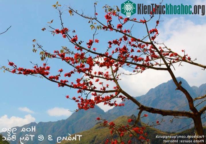 "Tháng 3 còn là mùa của hoa gạo nở đỏ rực. Giữa cái không khí có đôi chút ảm đạm khi cái lạnh còn sót, giữa màn sương giăng bao phủ quen thuộc của miền núi, những cây hoa gạo đứng đầu đường vớ...