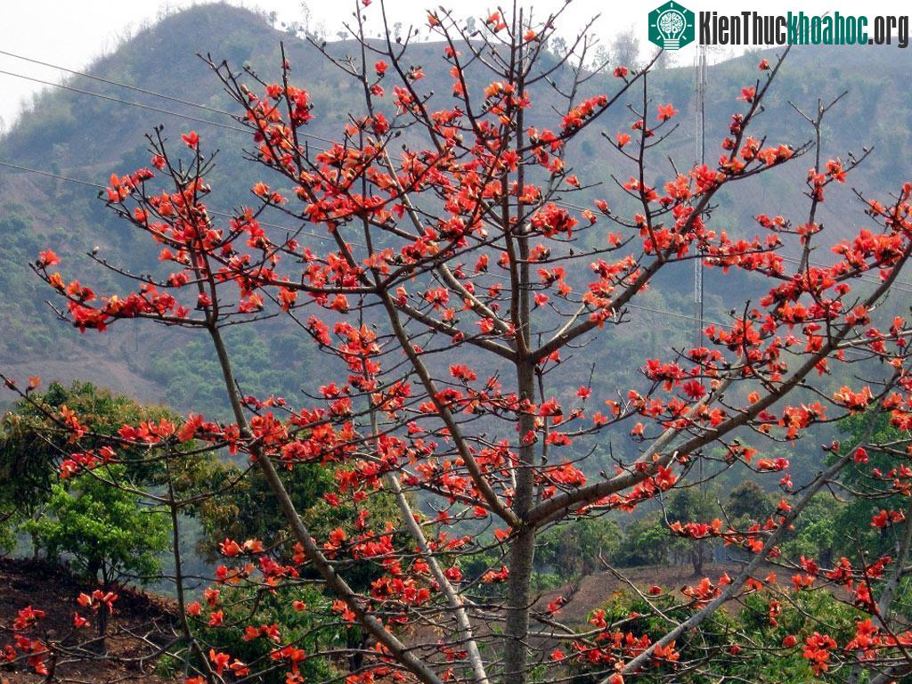 Ở các vùng quê miền Bắc nước ta cũng có cây hoa gạo màu đỏ tương tự ảnh này.