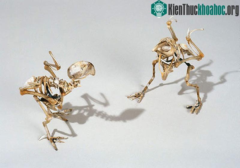 Cô hy vọng sắp tới có thể thiết kế nhiều công trình nghệ thuật khác, sử dụng các vật liệu hữu cơ.
