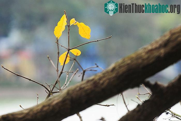 Còn với cây lộc vừng chín gốc thì hầu như lá vàng đã trút gần hết, nhường lại cho những chồi non mới nhú, chuẩn bị cho một mùa hoa đỏ rực.