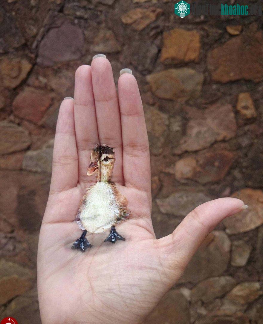 Chú vịt dễ thương