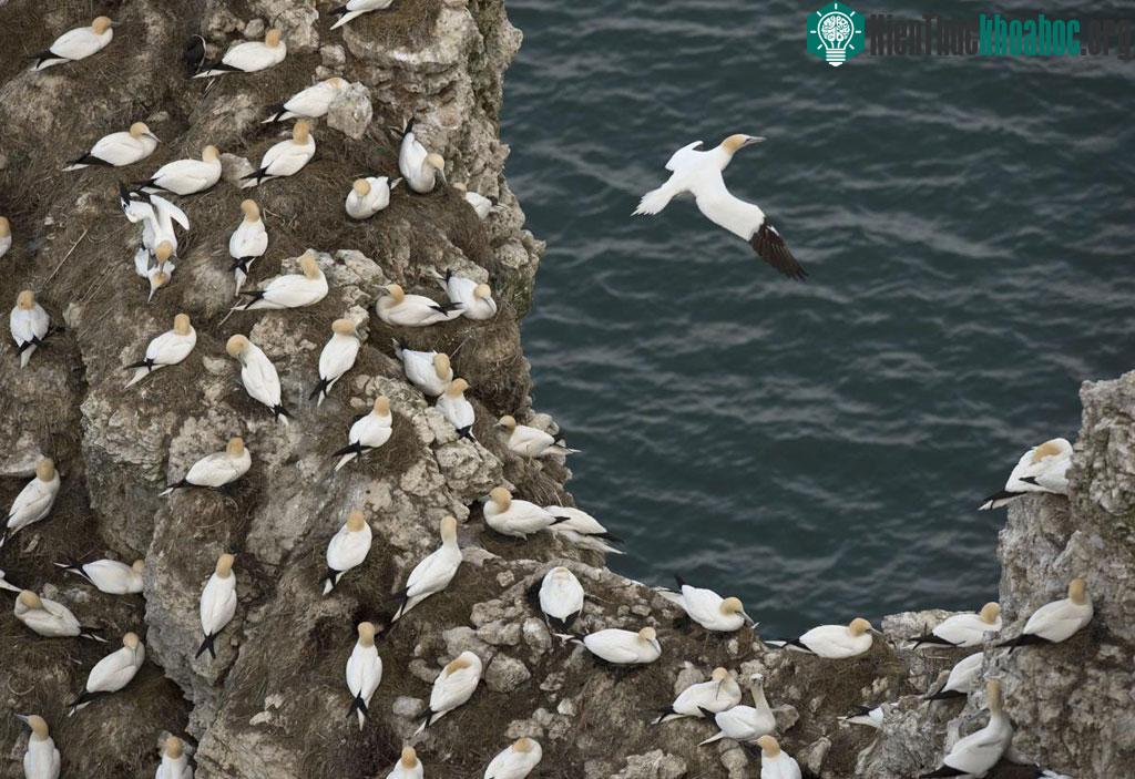 Những con chim điên (Gannet) làm tổ thành đàn bên vách đá Bempton, gần Bridlington, phía Bắc nước Anh