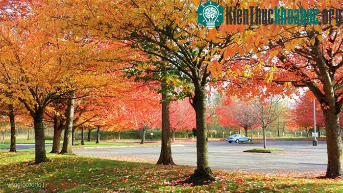 Bắt đầu từ giữa tháng 9. những chiếc lá phong đầu tiên bắt đầu chuyển sang màu đỏ rực, sau đó là hàng sồi, bạch dương.