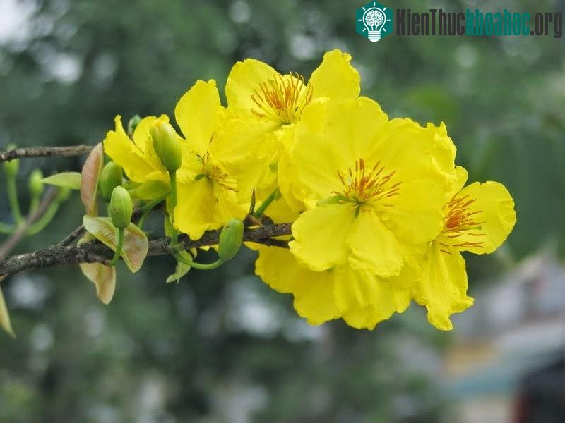 Hoa mai vô cùng rực rỡ và đặc sắc đón tết ảnh 5