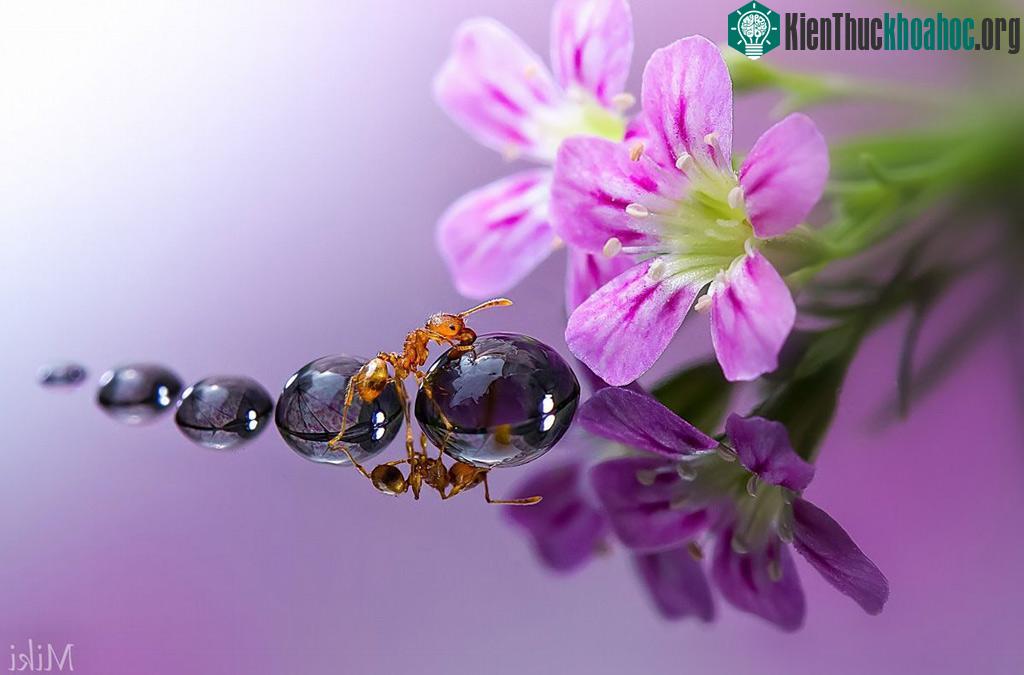 "Đứng hình" với bộ ảnh đẹp long lanh: Giọt sương và con kiến ảnh 5