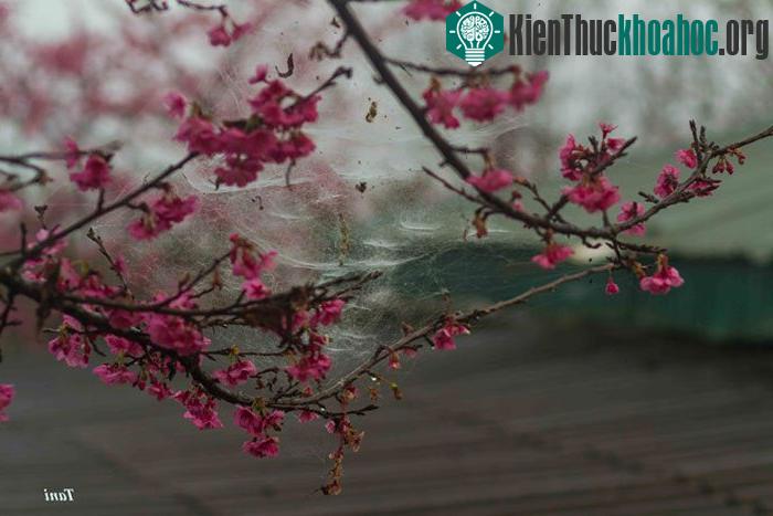 Ông cho biết, đảo Kyushu không có tuyết, do đó, hoa anh đào ở đây sẽ phù hợp với khí hậu của Việt Nam.
