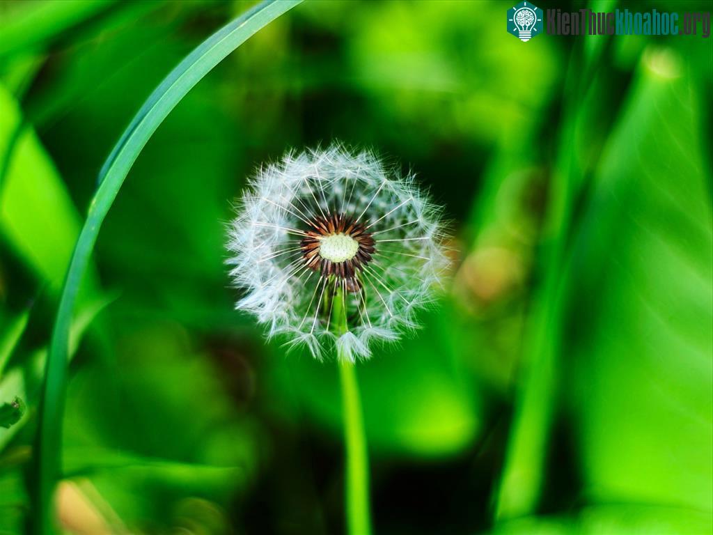 Không chỉ thế, do hoa nở và tàn theo giờ, những người chăn cừu thường xem loại hoa dại này như một chiếc đồng hồ vậy.