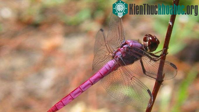 Những động vật "đột biến" hiếm gặp