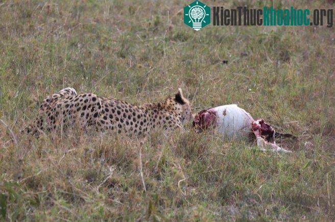 Cuộc chiến sinh tồn trên đồng cỏ Kenya- ảnh 6