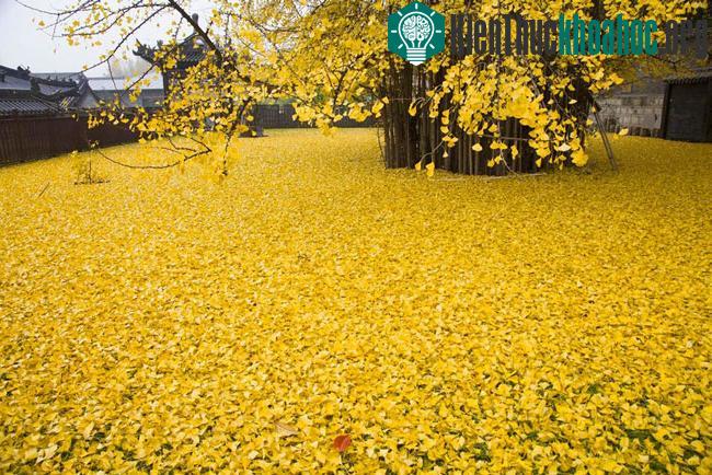 Biển lá vàng từ cây rẻ quạt 1.400 tuổi