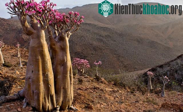 12 di sản thiên nhiên độc đáo của thế giới- ảnh 6
