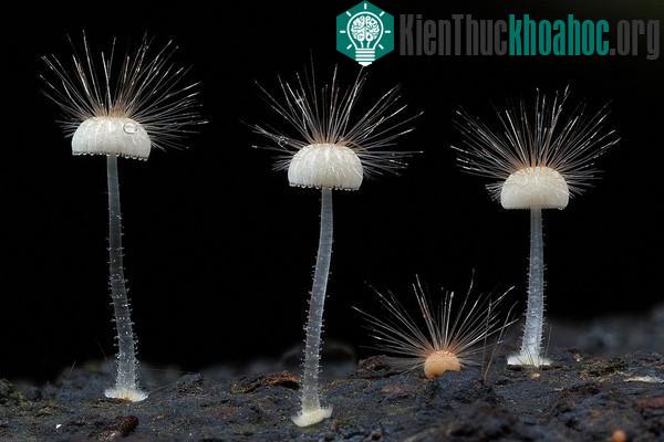 Thế giới kỳ diệu của các loài nấm khi chụp cận cảnh- ảnh 6