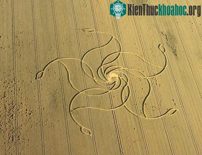 Những vòng tròn bí ẩn trên cánh đồng- ảnh 6