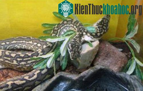 Một con rắn hai đầu ở Trung tâm triển lãm động vật World Aquarium, bang St. Louis, Mỹ. Con rắn được đặt tên là Us và dài 1,2m. (Ảnh chụp vào năm 2011)