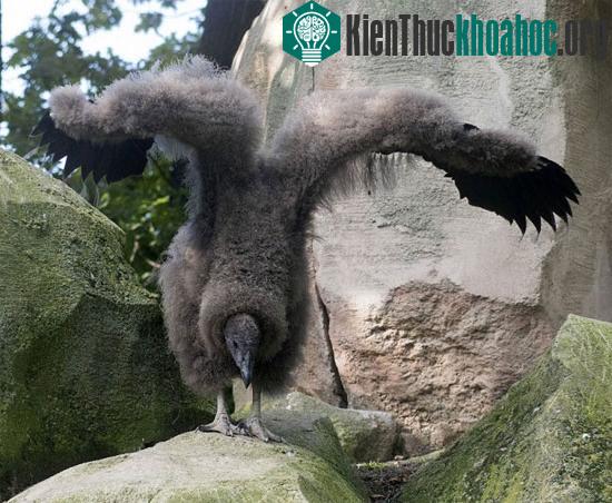 Một chú gà giống Andean Condor vỗ cánh trong vườn quốc gia Berlin ở Berlin, Đức
