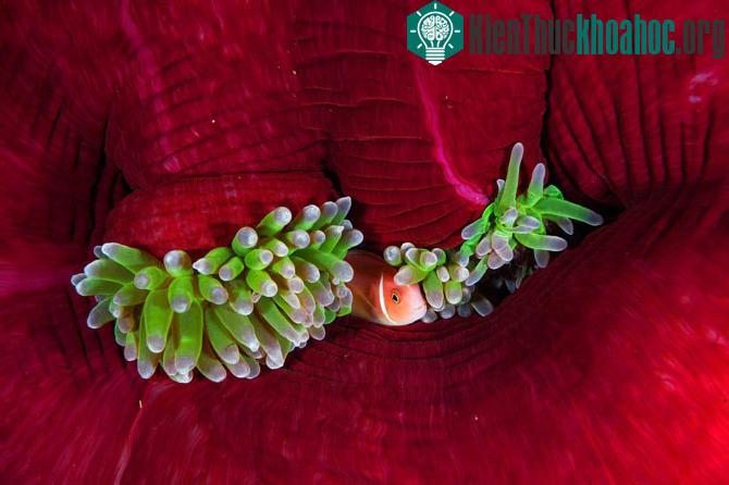 Ngôi nhà ấn tượng của chú cá mẫu đơn hồng.