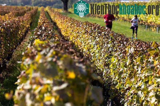 Một vườn nho gần Geneva, Thụy Sĩ. Thời tiết mùa thu ở Geneva được coi là lý tưởng nhất trong năm để đi du lịch, khi nhiệt độ ở mức 18,1 độ C.
