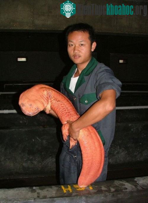Loài kỳ giông khổng lồ Trung Quốc có thể phát triển lên tới 1,9m và chúng hầu không nhìn thấy gì. Đây cũng là loài động vật lưỡng cư lớn nhất trên thế giới. Chúng chỉ sống tại Trung Quốc và Đài Loa...