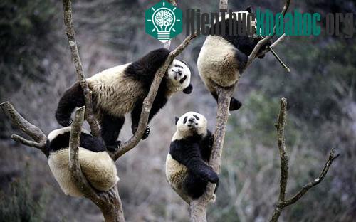 Những con gấu trúc nghỉ ngơi trên các cành cây trong Trung tâm nhân giống gấu trúc Ngọa Long ở Tứ Xuyên, Trung Quốc.