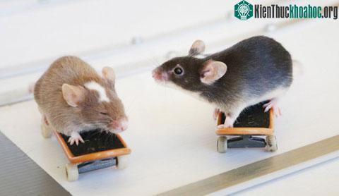 Willmott từng bị nhiều người đánh giá&nbsp;là&nbsp;tàn nhẫn với động vật, nhưng&nbsp;không ít người được chứng kiến màn lướt sóng, lướt ván của&nbsp;chuột lại&nbsp;trầm trồ khen ngợi tài năng của ông
