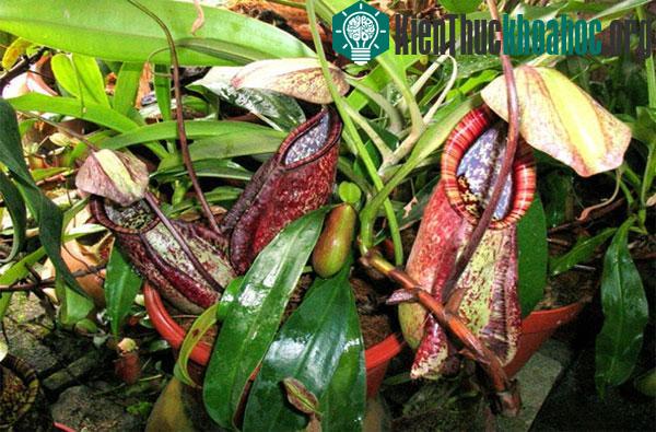 Cây nắp ấm bắt dơi. Khá giống với cây toilet, nhưng cây Nepenthes rafflesiana có sở thích “khác người” là ăn thịt dơi.