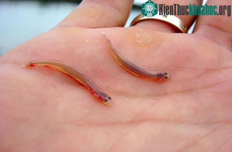 Cá Candiru . Loài này thường chui vào niệu đạo của những người đi tiểu khi đang tắm. Bằng cách đó nó có thể chui vào phổi và hút máu đến khi bạn chết.