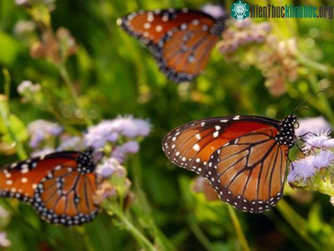 Giống như nhiều loài côn trùng khác, bướm chúa có 6 chân nhưng chúng