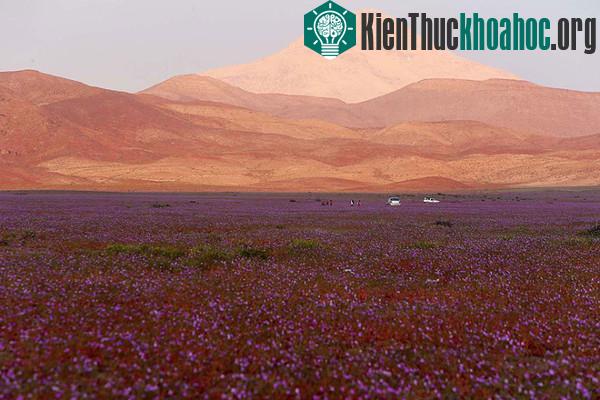 Sa mạc khô cằn "sống dậy" phủ đầy hoa hồng