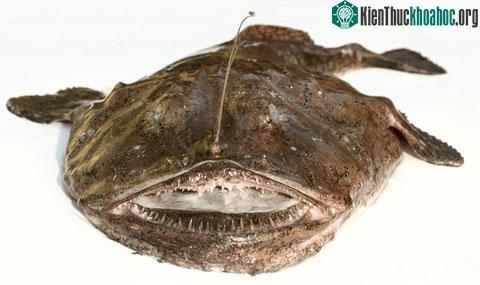 Những con cá kỳ dị nhất hành tinh ảnh 6