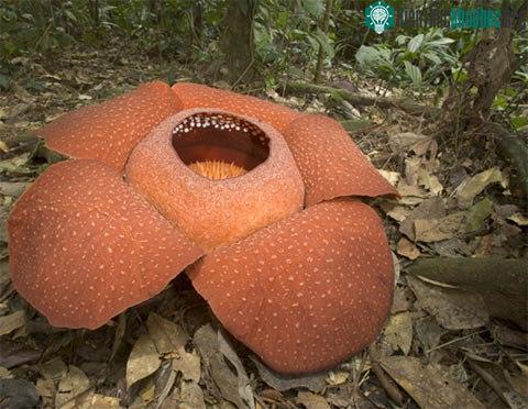 10 loài cây lạ trên thế giới