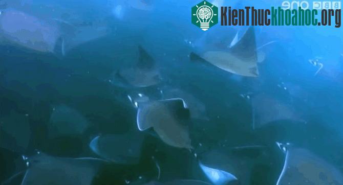 Những bức ảnh thú vị ghi lại cảnh cá đuối bay lên không trung