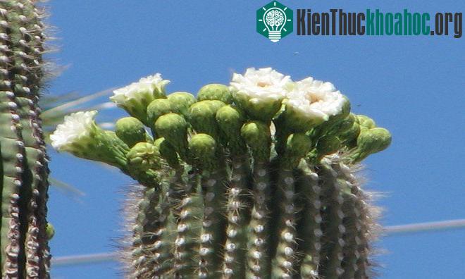 Những "gã khổng lồ" trên sa mạc