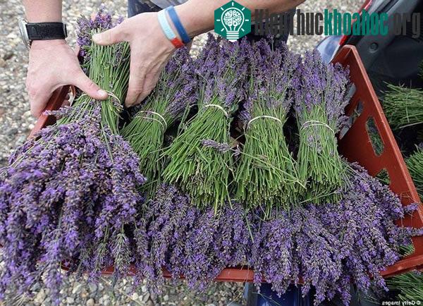 5 thung lũng hoa oải hương nổi tiếng nhất thế giới