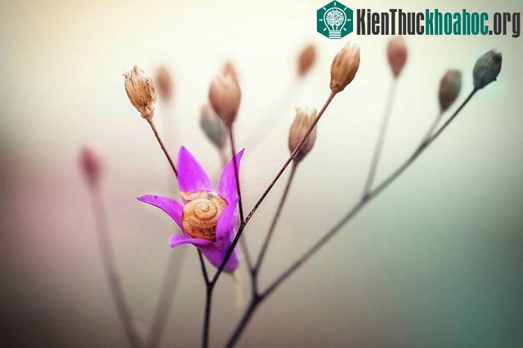 Ngắm chùm ảnh đẹp như thiên thần của ốc sên