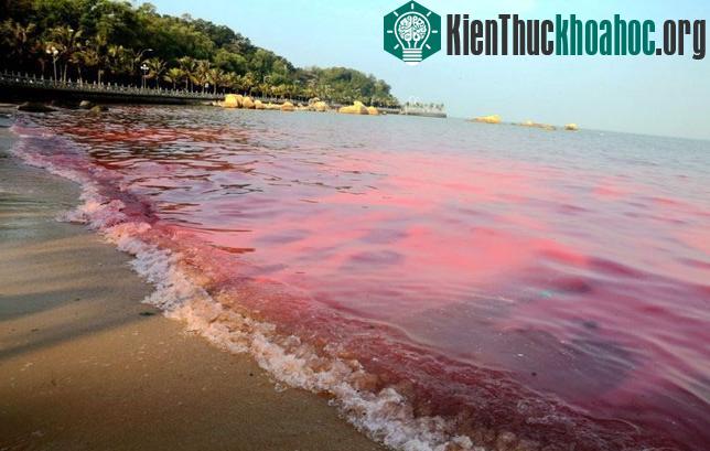Để cải thiện môi trường sinh thái biển, ông Tạ cho biết:&nbsp;"các vùng ven biển nên giảm số lượng trang trại nuôi trồng thủy sản, tăng số lượng trang trại nuôi trồng rong biển, tảo bẹ", ...