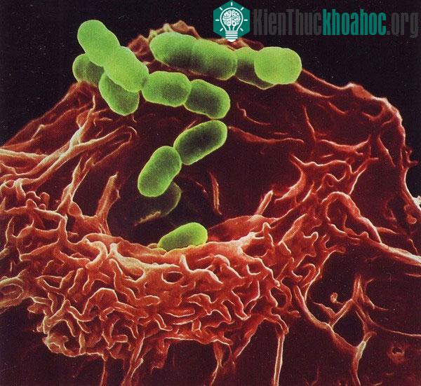 Cận cảnh hệ thống miễn dịch cơ thể người qua ảnh đẹp mắt ảnh 6