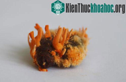 Những mầm nấm bắt đầu trồi lên khỏi thân ký chủ